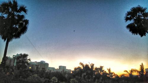 Low angle view of palm trees at sunset