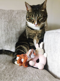 Cat guarding his toys