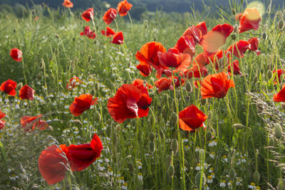 Close-up of red poppy flowers in field