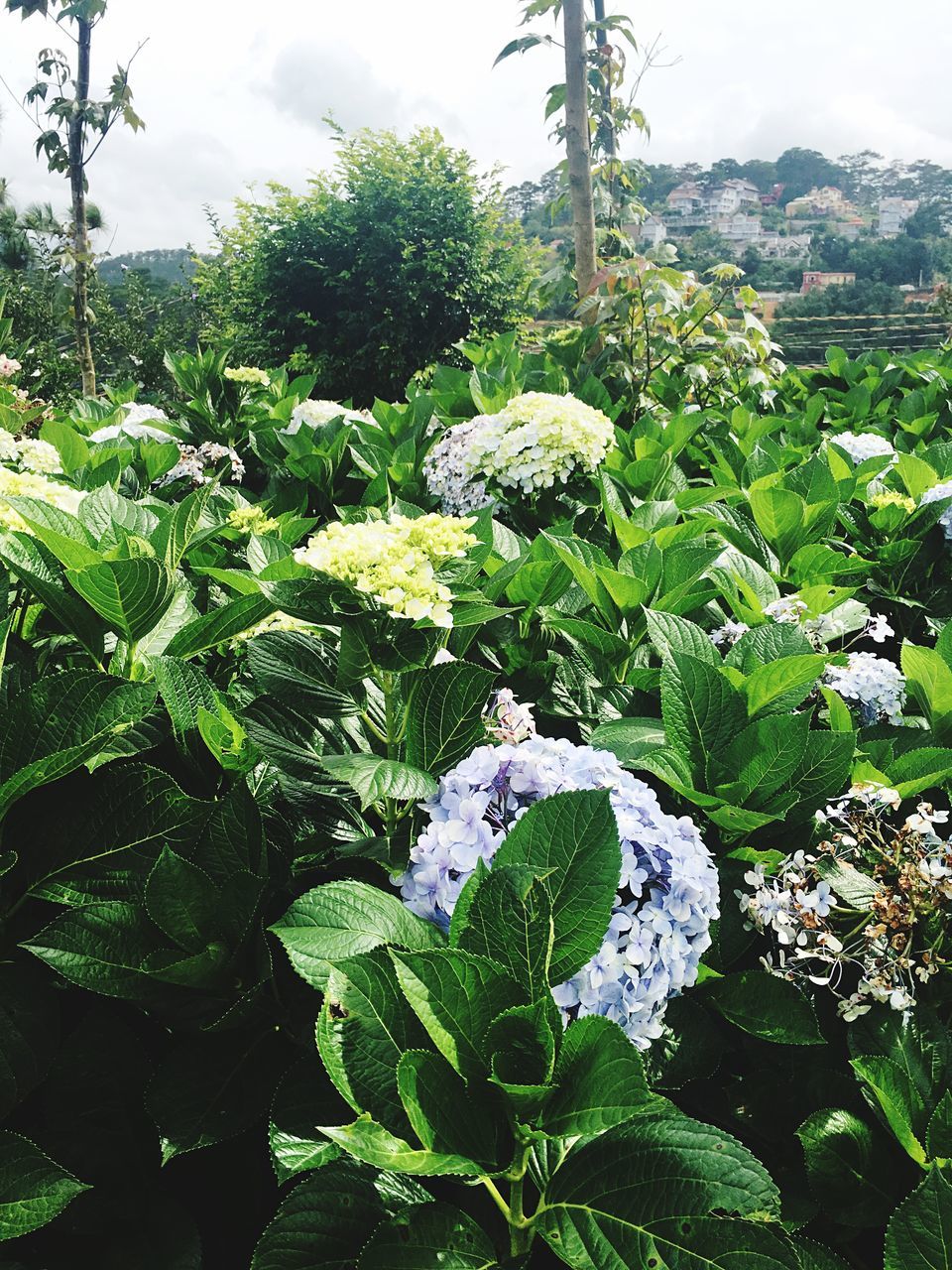 plant, growth, leaf, green color, plant part, nature, beauty in nature, day, freshness, flower, flowering plant, no people, close-up, outdoors, land, vulnerability, fragility, tranquility, tree, food, flower head, purple