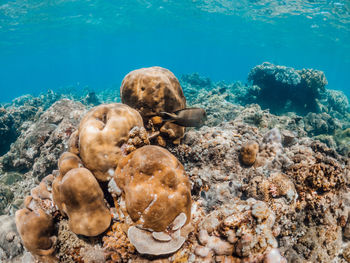 Underwater shot of coral reef, lipah beach, amed, bali.