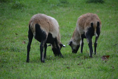 Sheep grazing in a field