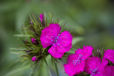 Close-up of pink flowering plant