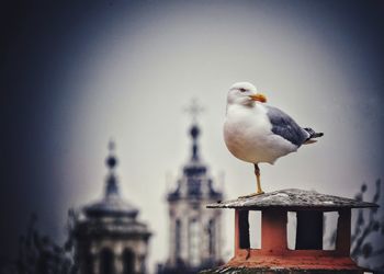 Seagull perching on wooden post