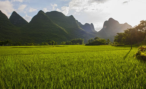 Lush rice field close to yangshuo