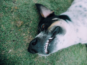 Close-up of dog lying on grass