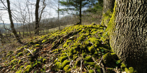 Moss growing on tree trunk in forest