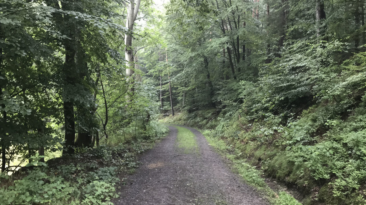 EMPTY ROAD AMIDST TREES IN FOREST