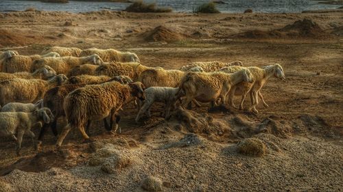 Sheeps in a field