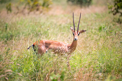 Deer in a field