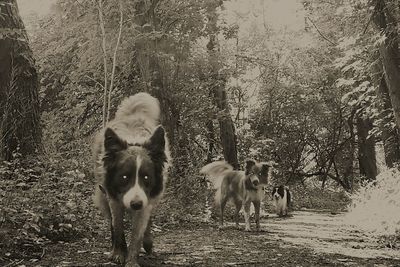 Portrait of dog on field