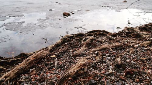 Close-up of animal floating in water