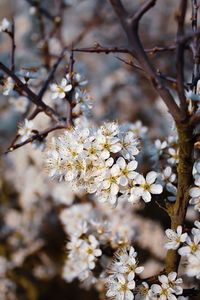 Close-up of cherry blossoms in spring