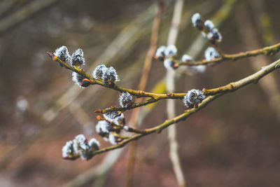 Close-up of snow on plant