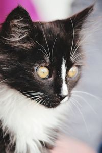 Close-up portrait of a cat