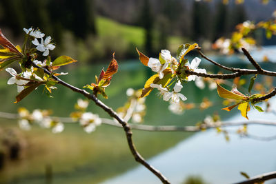 Close-up of cherry blossoms in spring