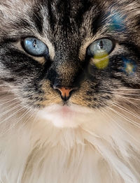 Close-up portrait of a cat
