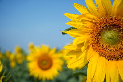 Close-up of yellow sunflower against sky