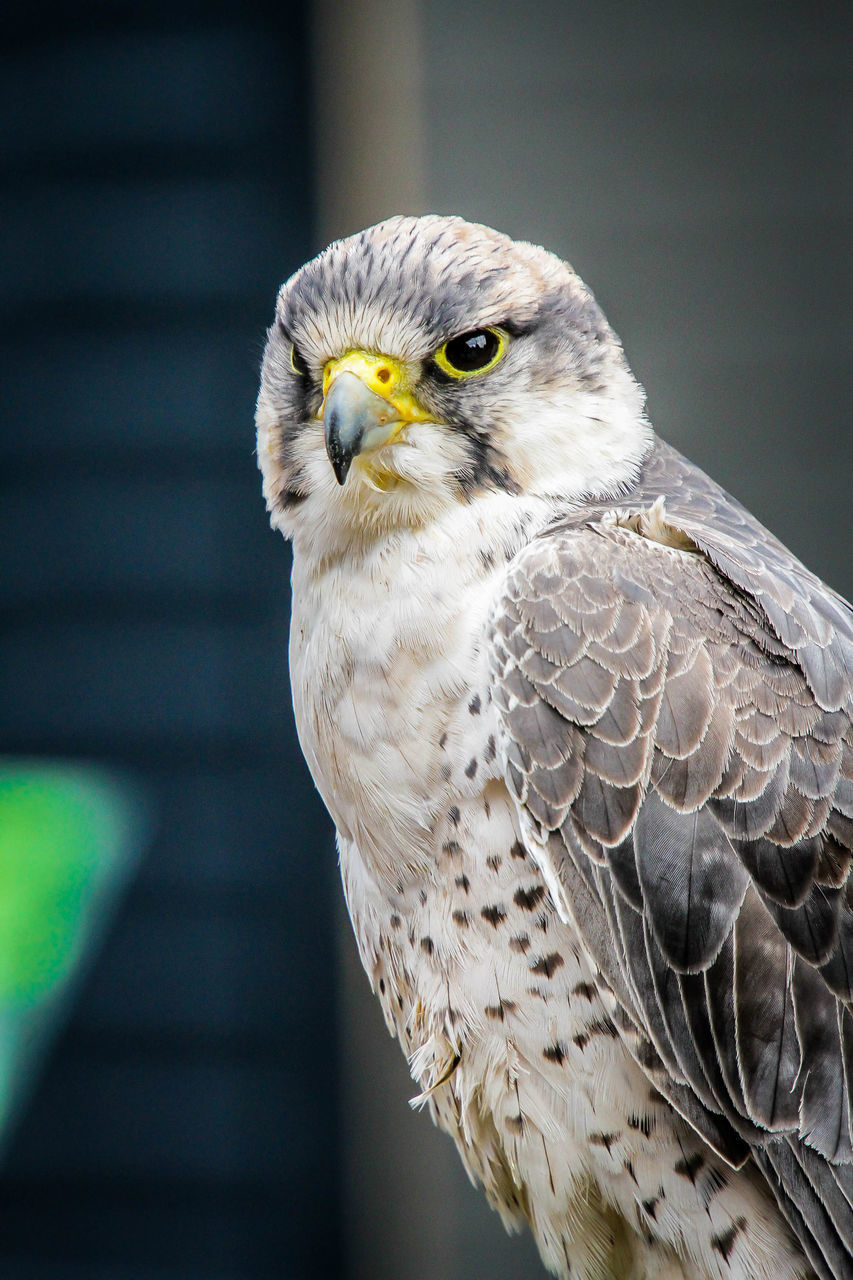 CLOSE-UP OF OWL PERCHING ON A BIRD