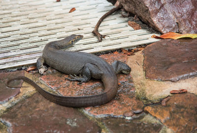 High angle view of lizard on metal