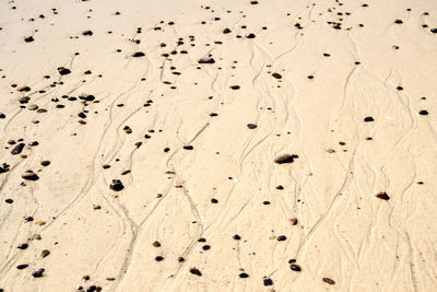 Close-up of birds on sand