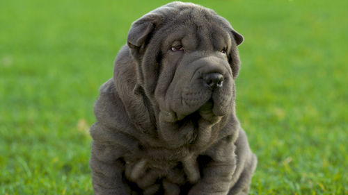 Close-up portrait of a dog on field