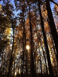 Low angle view of trees against sky