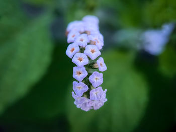 Close-up of purple hydrangea flowers