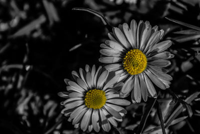 Close-up of yellow flowers blooming outdoors