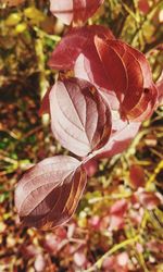 Close-up of leaves