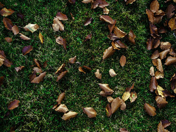 High angle view of dry leaves on field