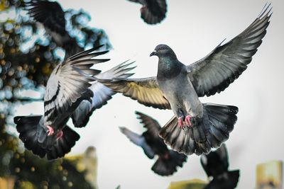 Low angle view of pigeons against sky