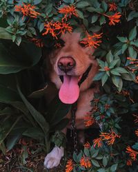 Close-up of a dog on leaves