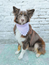 Portrait of dog standing against wall