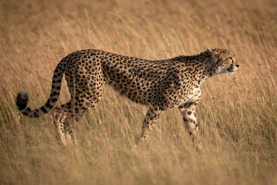 Side view of cheetah walking on grassy field 