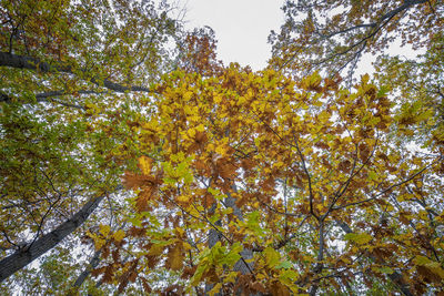 Low angle view of flowering trees against sky