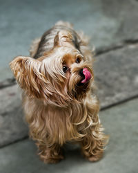 Portrait of dog sitting on floor