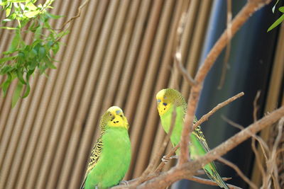 Two green birds