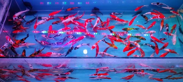 View of fishes swimming in sea