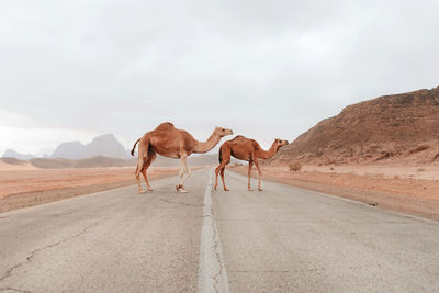 Wild fluffy camels standing on dry sandy ground in sandstone valley in wadi rum and looking at camera