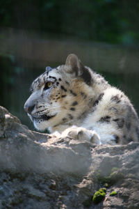 Close-up of a cat resting on a forest