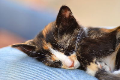 Close-up of cat relaxing at home