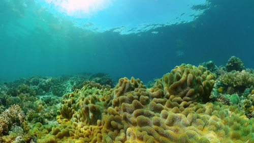 undersea