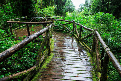 Wooden footbridge amidst trees in forest