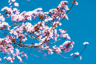 Low angle view of cherry blossom against blue sky