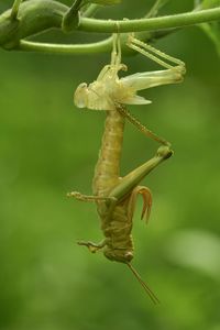 Close-up of insect on flower