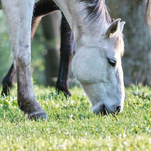 Horse grazing in a field