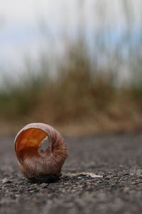 Close-up of shell on field