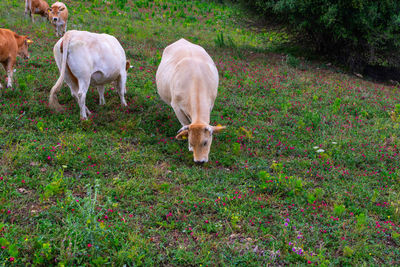 Sheep grazing in a field