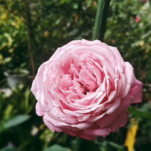 Close-up of pink rose